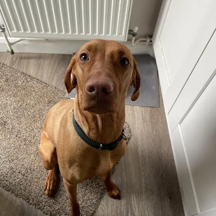 Hungarian Vizsla