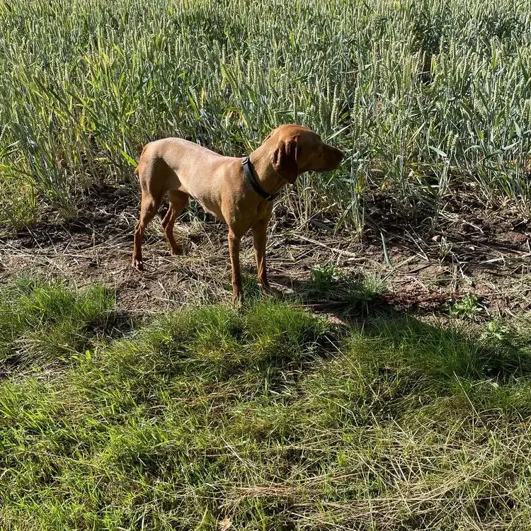 Hungarian Vizsla