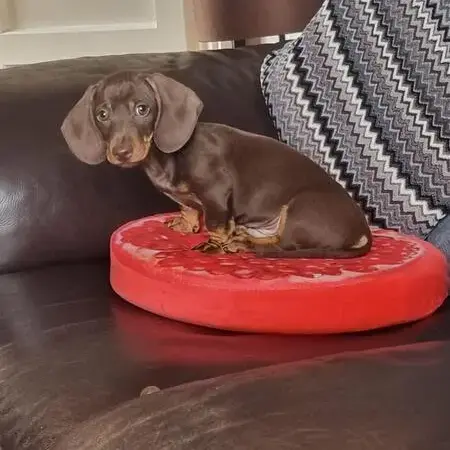 Dachshund (Miniature Smooth-Haired)