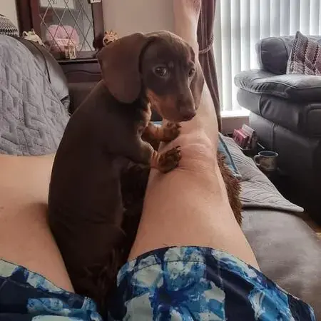 Dachshund (Miniature Smooth-Haired)