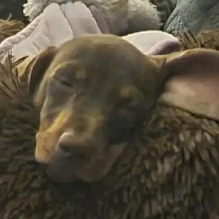 Dachshund (Miniature Smooth-Haired)