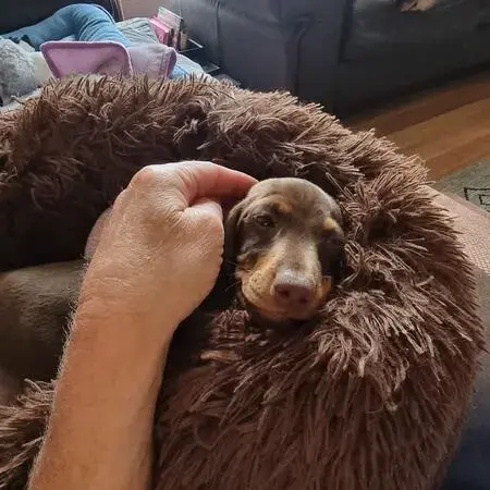 Dachshund (Miniature Smooth-Haired)