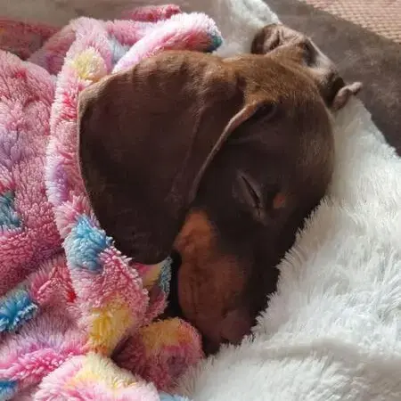 Dachshund (Miniature Smooth-Haired)