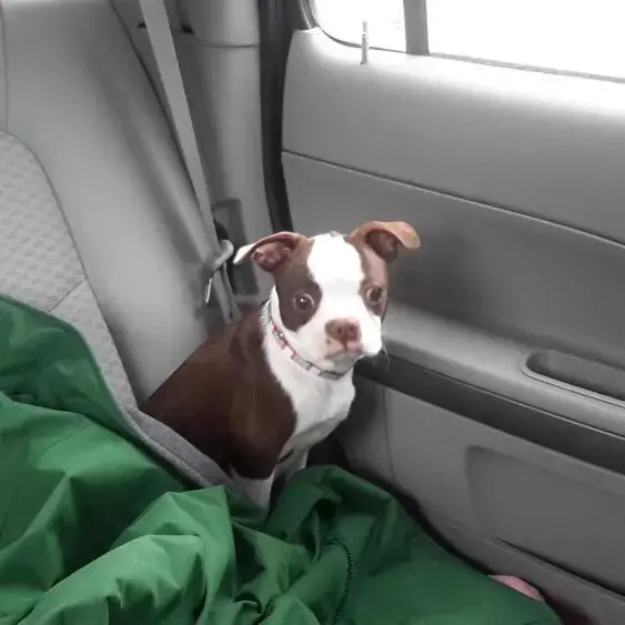 Boston Terrier