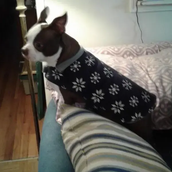 Boston Terrier