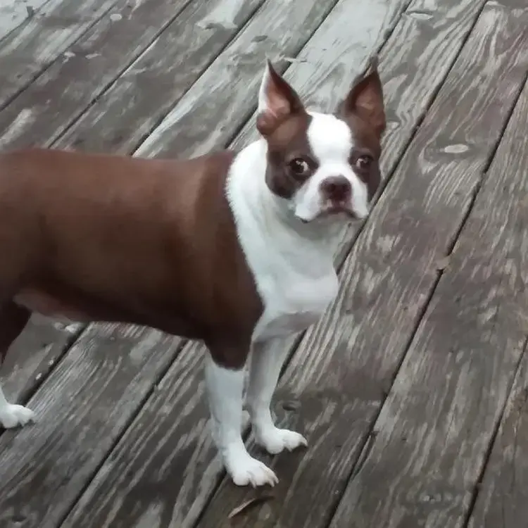 Boston Terrier