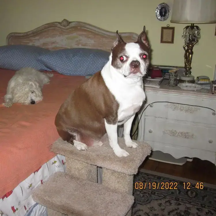 Boston Terrier