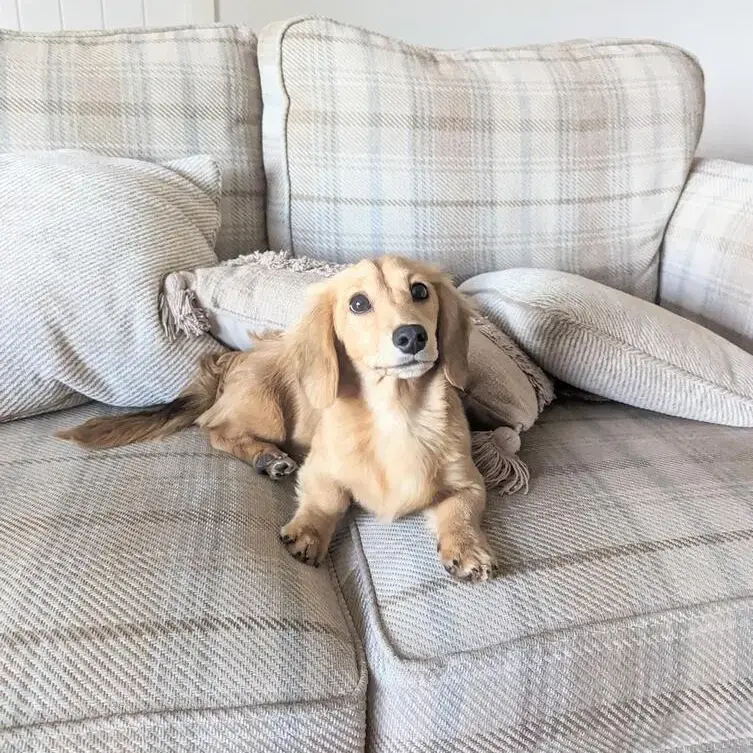 Dachshund (Miniature Long-Haired)