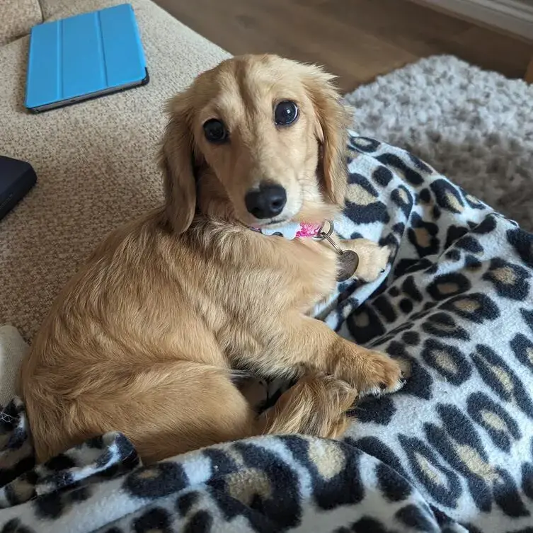 Dachshund (Miniature Long-Haired)