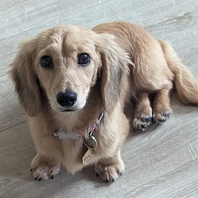 Dachshund (Miniature Long-Haired)