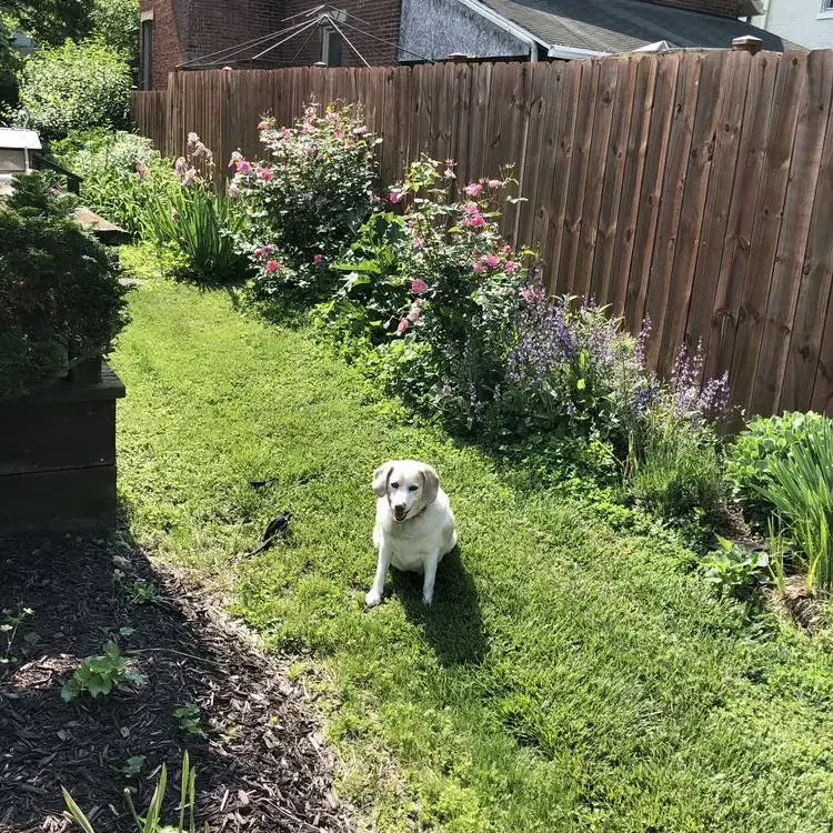 Beagle