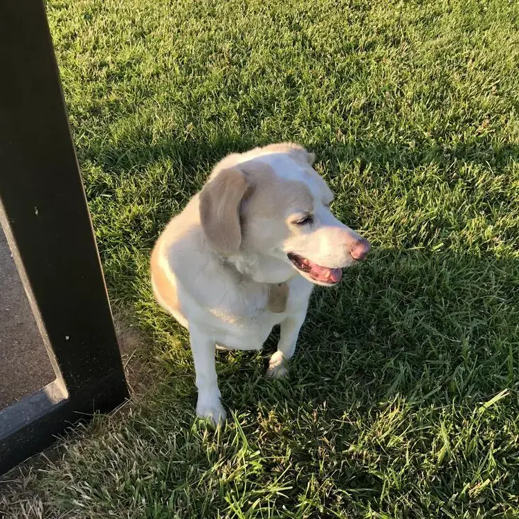 Beagle