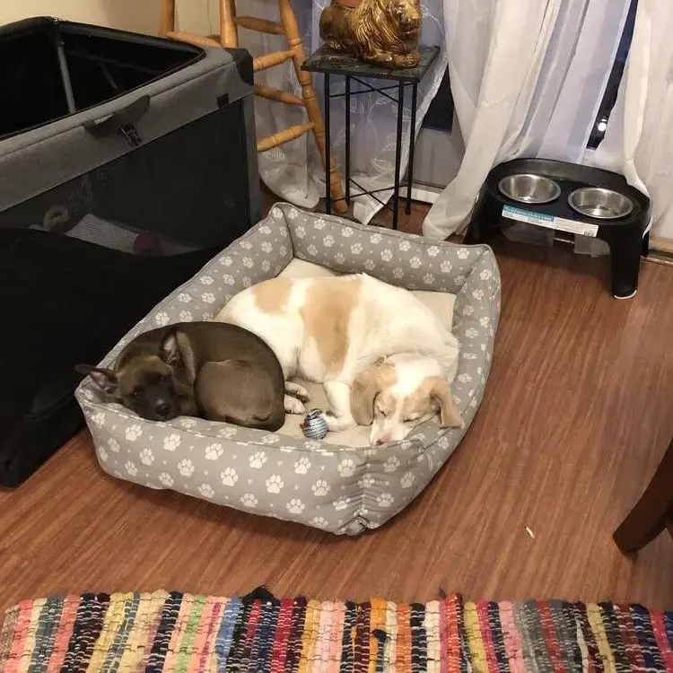 Beagle