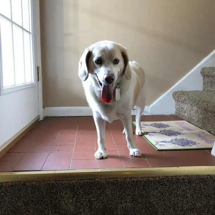 Beagle
