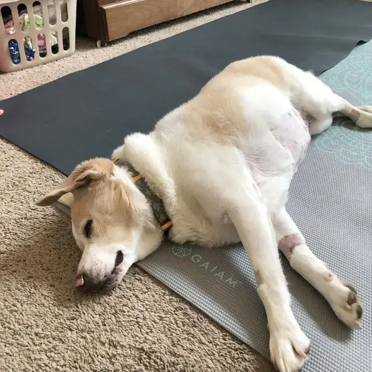 Beagle