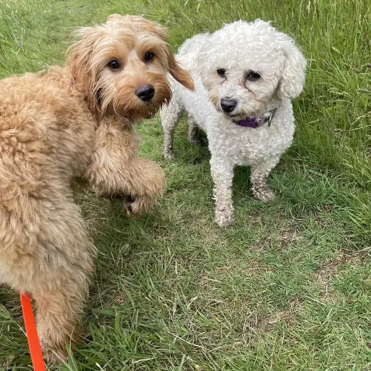 Cockapoo