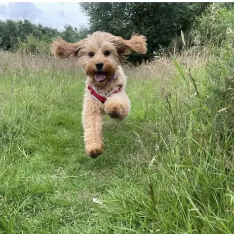 Cockapoo