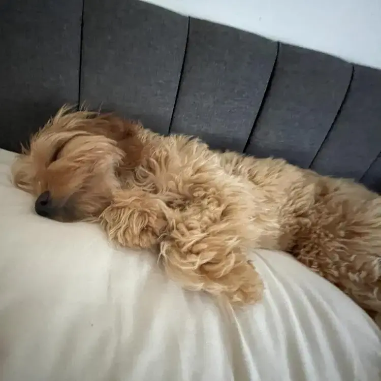 Cockapoo