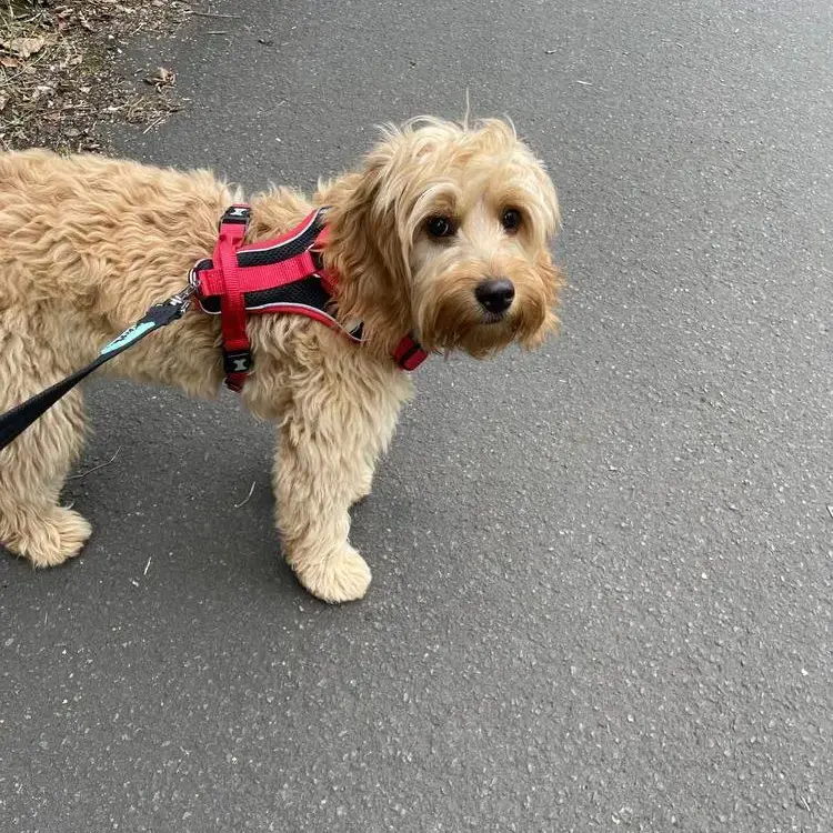 Cockapoo