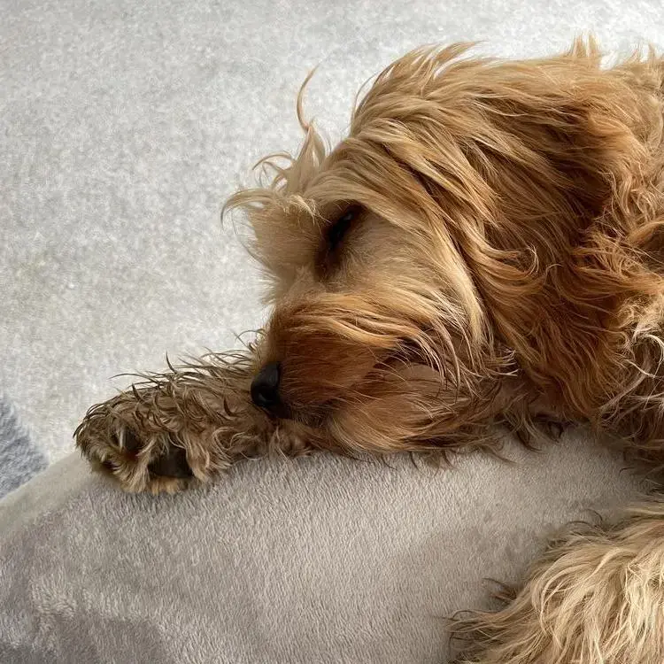 Cockapoo