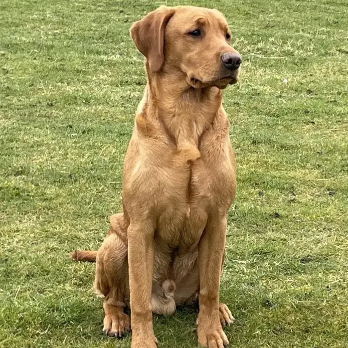 Labrador Retriever