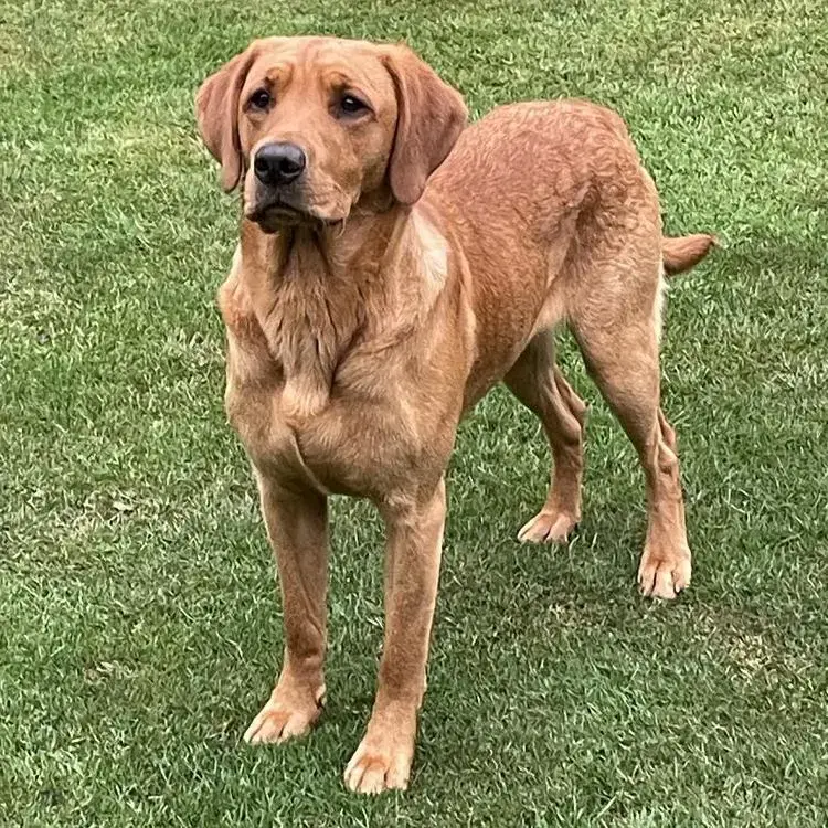 Finn Labrador Retriever Purina UK