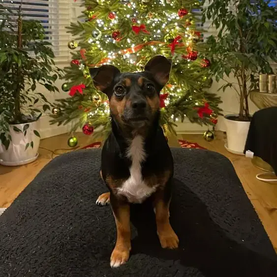 Jack Russell Terrier