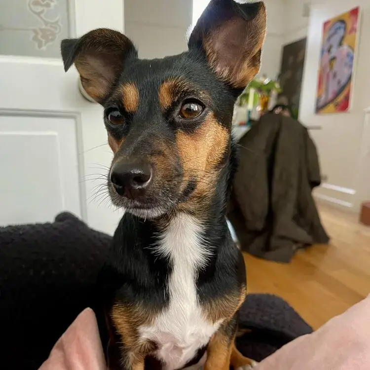 Jack Russell Terrier