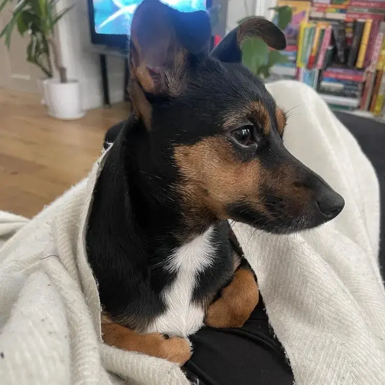 Jack Russell Terrier