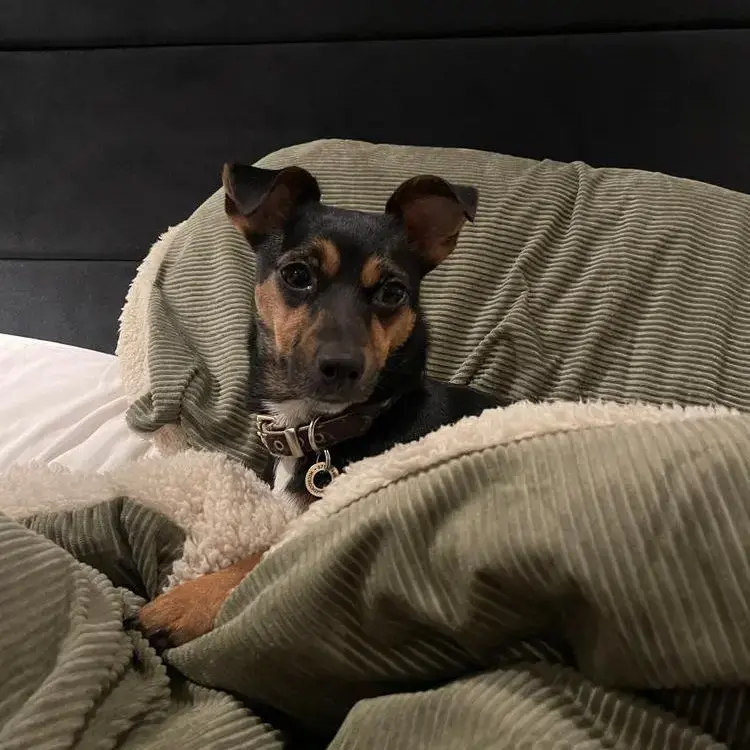 Jack Russell Terrier