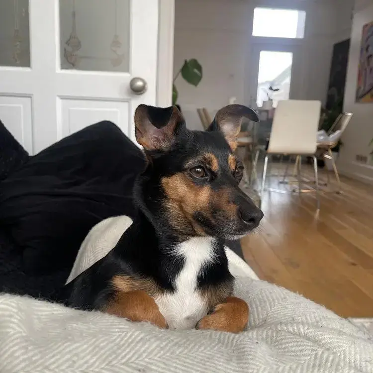 Jack Russell Terrier