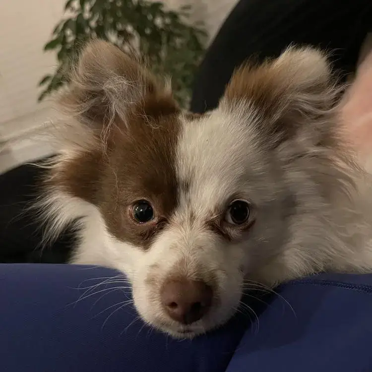 Pomeranian