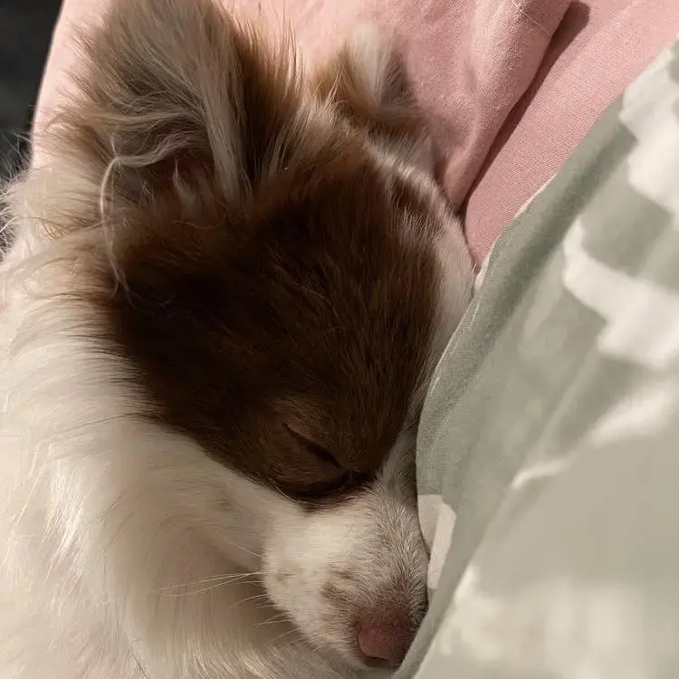 Pomeranian