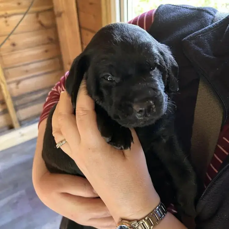 Labrador Retriever