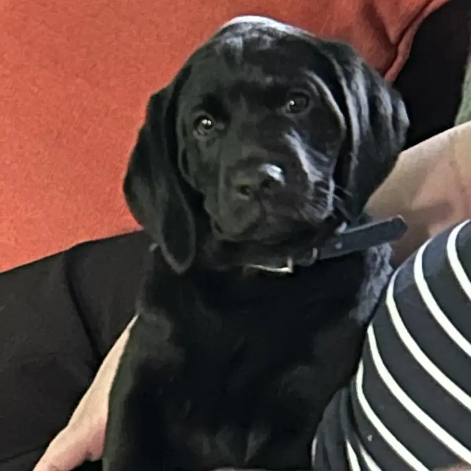 Labrador Retriever