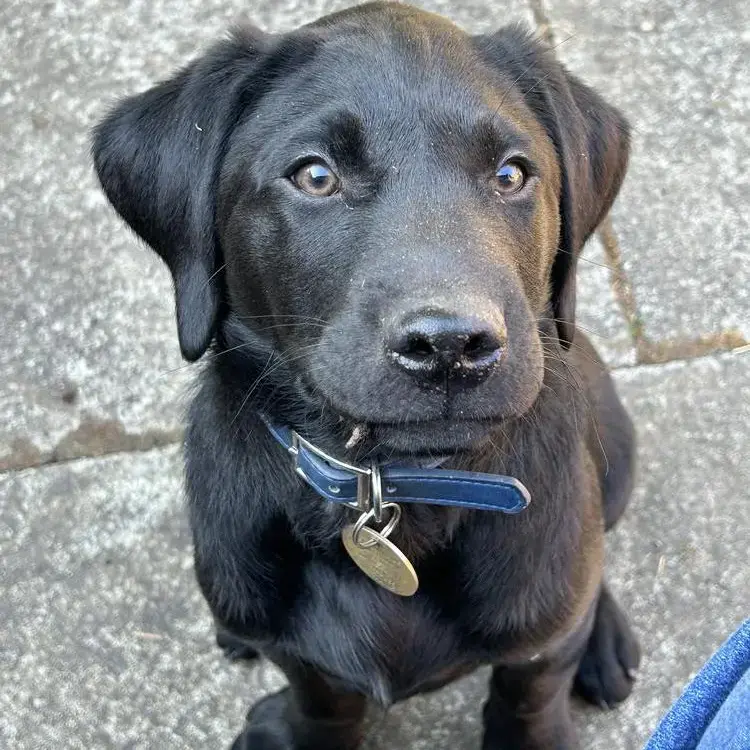 Labrador Retriever