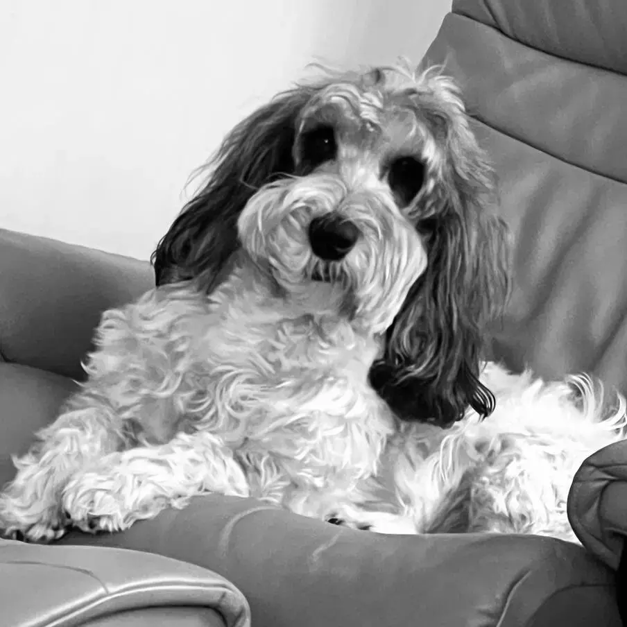 Basset Griffon Vendeen (Petit)