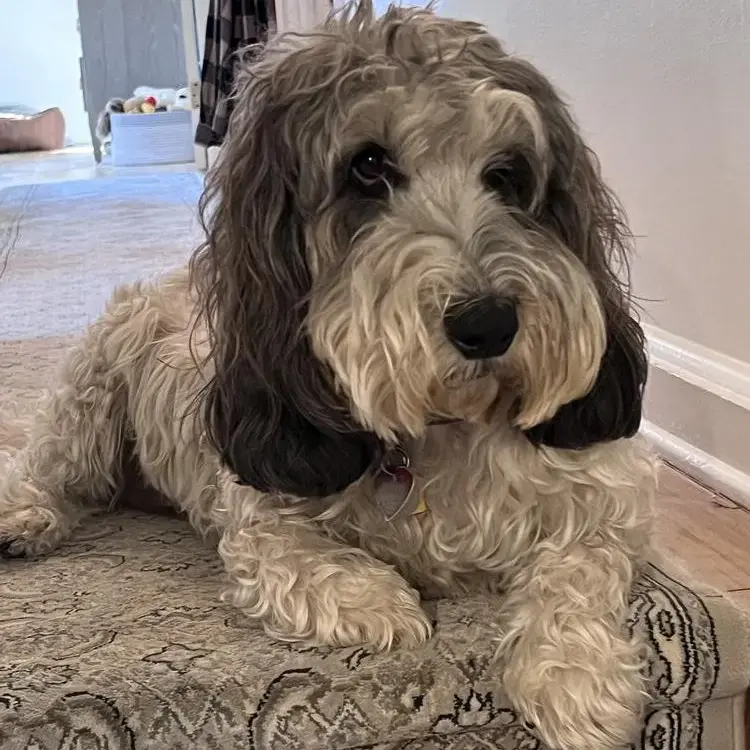 Basset Griffon Vendeen (Petit)