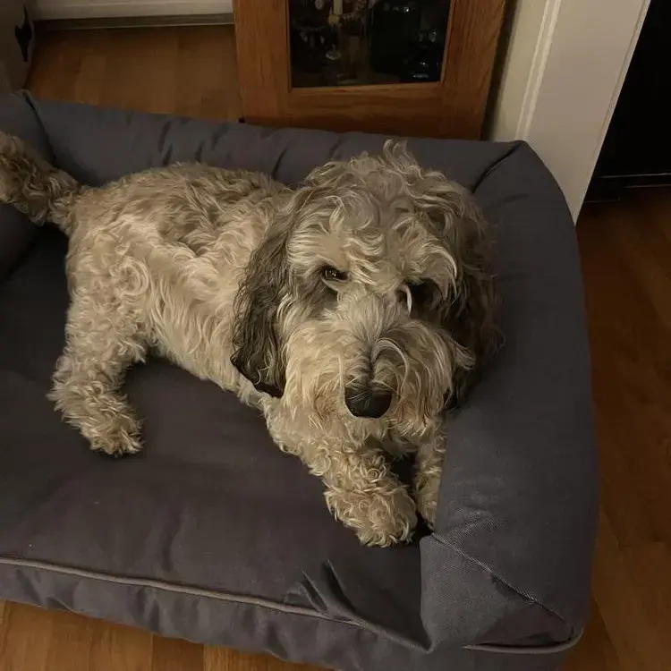 Basset Griffon Vendeen (Petit)