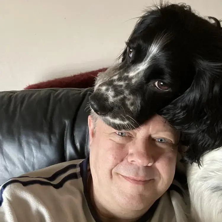 Cocker Spaniel (English)
