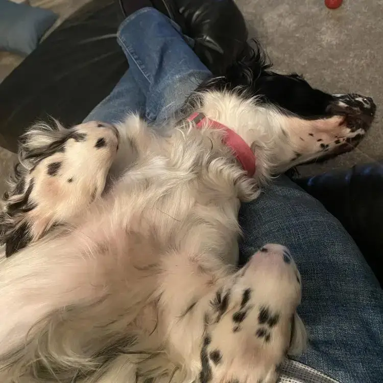 Cocker Spaniel (English)