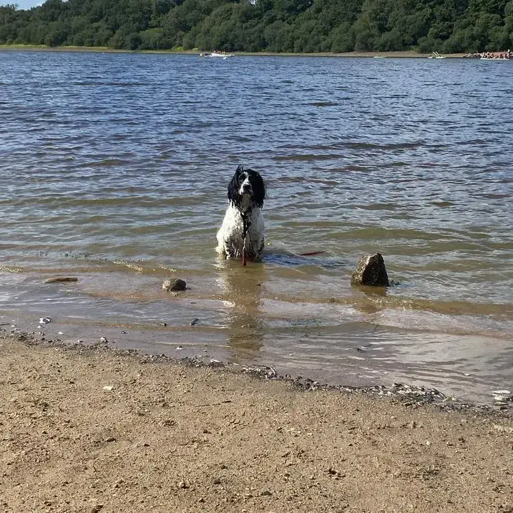 Cocker Spaniel (English)