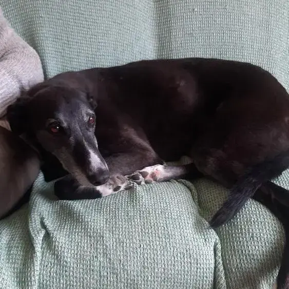 Lurcher