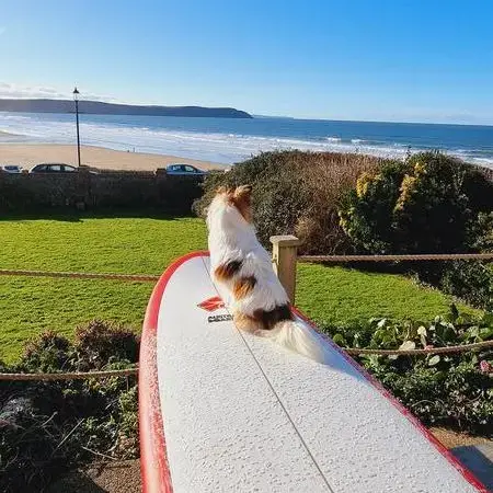 Chihuahua (Long Coat)