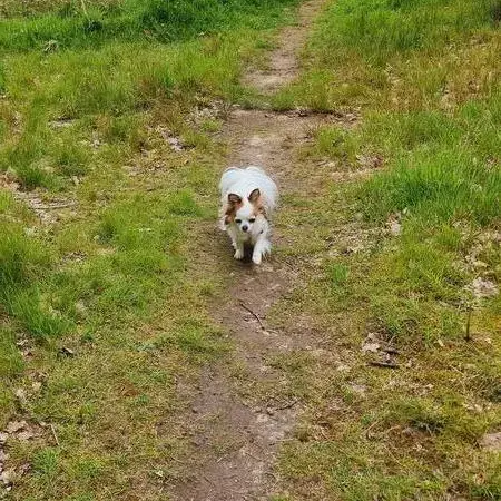 Chihuahua (Long Coat)