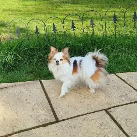 Chihuahua (Long Coat)