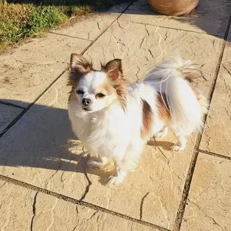 Chihuahua (Long Coat)