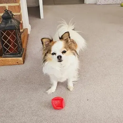 Chihuahua (Long Coat)