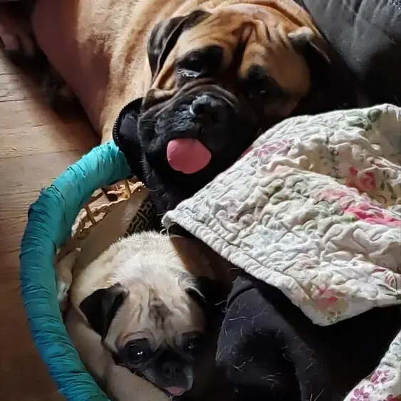 Mastiff