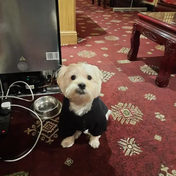 Shih Tzu